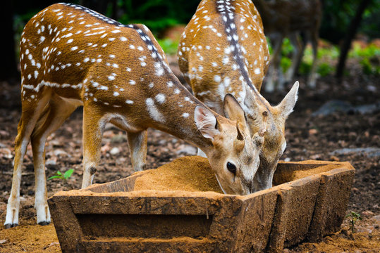 deer