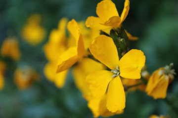 Obraz premium flores amarillas