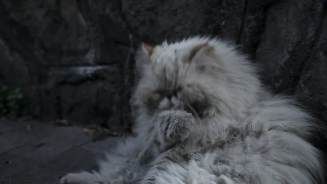 Уличный кот умывается, крупный план справа