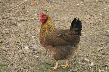 Barn Yard Hen