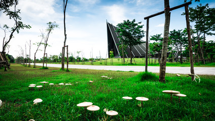 
Focus mushroom and Prince Mahidol Hall Background .The grand hall as the proper venue for the graduation ceremon and It is also a concert hall of Mahidol university in Nakornpathom, Thailand