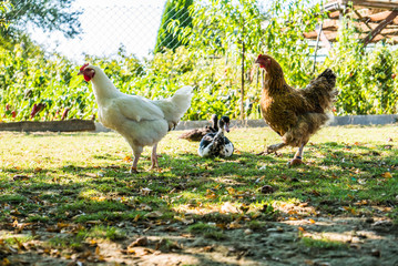 Freilaufende Hühner