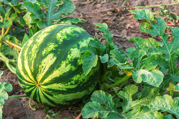 watermelon on plantation