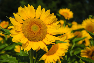 Sunflower closeup background and texture