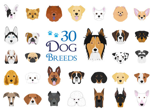 Dog breeds Vector Collection: Set of 30 different dog breeds in cartoon style