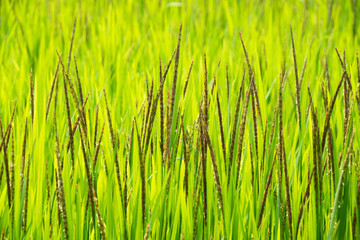 Obraz premium Close up green top paddy rice grains plant on field