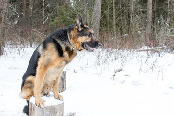 German shepherd dog on snow in winter day