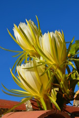 Pitahayablüten