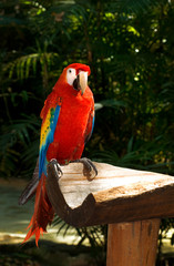 bright colorful parrot at jungles