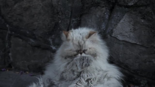 Бездомный кот умывается, крупный план морды