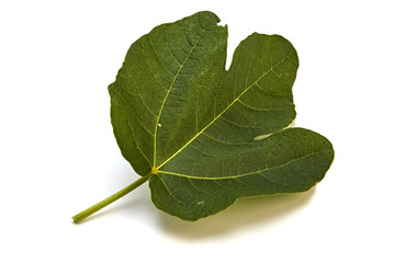 fig tree leaf