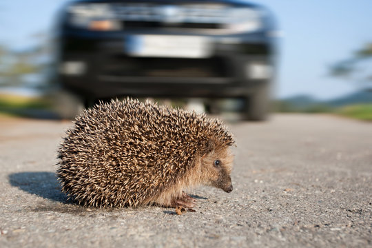 Igel &uuml;berquert Stra&szlig;e vor einem Auto