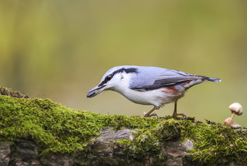 bird grey nuthatch hiding seeds in the tree covered with moss