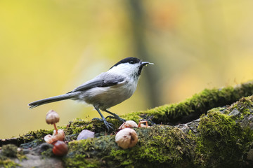 marsh tit bird standing on a tree covered with moss in Park in autumn