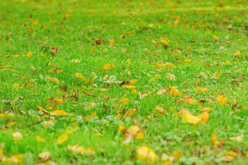 yellow autumn leaves on green grass