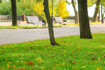 Fototapeta premium Autumn park with green grass and yellow leaves