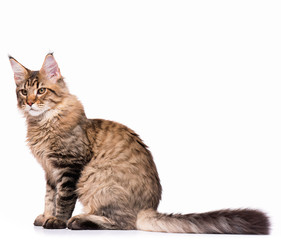 Obraz premium Portrait of domestic black tabby Maine Coon kitten - 5 months old. Cute young cat sitting in front and looking away. Adorable kitty isolated on white background.
