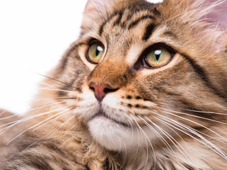 Portrait of domestic black tabby Maine Coon kitten - 5 months old. Cute young cat on white background. Close-up studio photo of striped kitty looking away. 