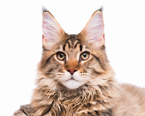 Portrait of domestic black tabby Maine Coon kitten - 5 months old. Cute young cat isolated on white background. Close-up studio photo of striped kitty looking at camera.