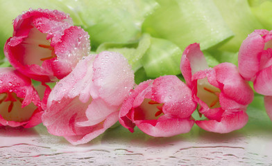 tulips with drops of dew