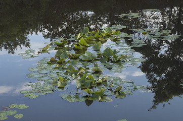 Lilly Pads on a Lake