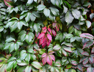 Background of green leaves.