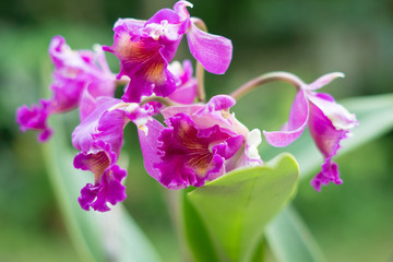 Obraz premium purple hybrid cattleya orchid in nature , fresh purple orchid ,n