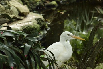 Beautiful Great White Heron(Ardea alba) Florida