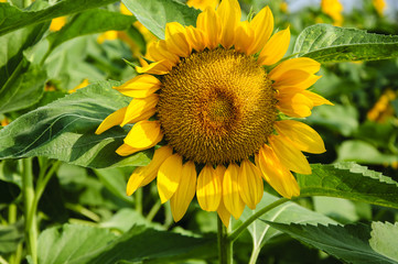 Sunflower closeup background and texture