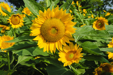 Obraz premium Sunflower closeup background and texture