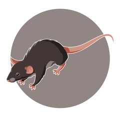 Isometric rat icon