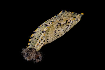 Colored butterfly pupa on a black background