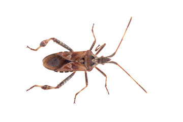 Brown Dock Bug on a white background