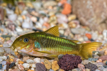 Catfish from the genus Corydoras - 121817266