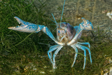 Blue crayfish on the bottom in aquarium