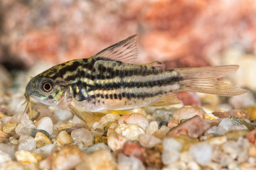 Obraz na płótnie Canvas Catfish from the genus Corydoras