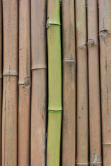 Painted bamboo fence background