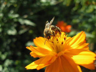 bee