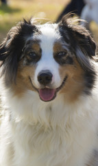 Fototapeta premium Ready for a Forever Home