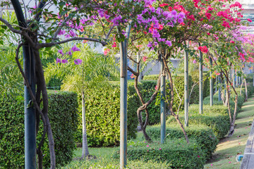
Bougainvillea flowers in garden, Thailand
