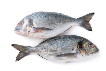 fish isolated on a white background