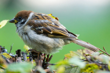 Sparrow in the Bush