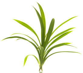 Fresh Pandan leaves isolated on white background