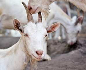 Close up portrait of a goat, outside in a courtyard of the farm