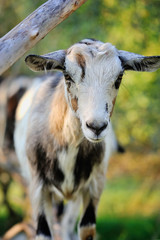 A young goat in the pasture