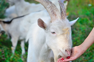 Dogwood berries goat eating from the hand of the farmer