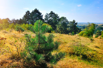 Beautiful autumn landscape with pine trees on a sunny day