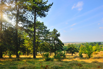 Fototapeta premium Beautiful autumn landscape with pine trees on a sunny day