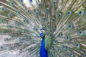 Fototapeta premium Pavo real