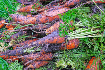 fresh carrots out of the garden